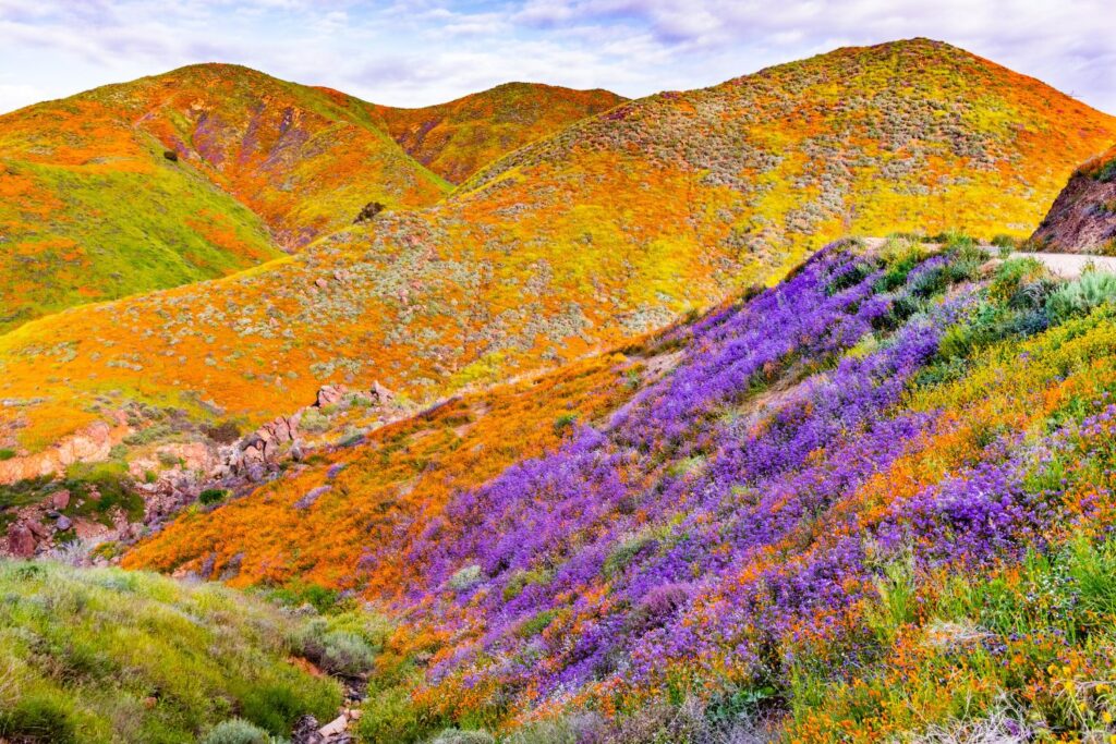 Primavera 2026: El sur de California se prepara para un posible "Superbloom" histórico