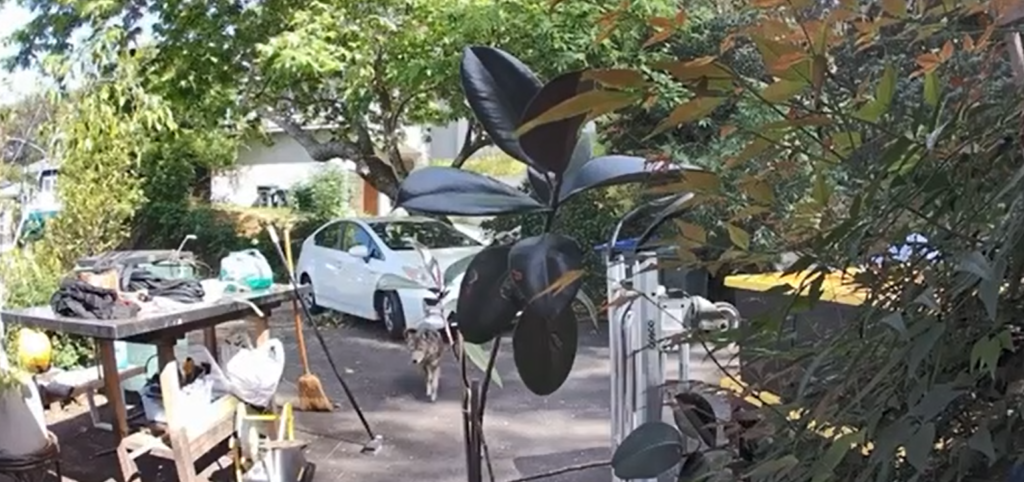 Un niño de 3 años fue perseguido por un coyote justo afuera de su casa a plena luz del día Un niño de 3 años fue perseguido por un coyote justo afuera de su casa a plena luz del día