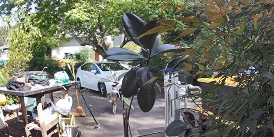 Un niño de 3 años fue perseguido por un coyote justo afuera de su casa a plena luz del día Un niño de 3 años fue perseguido por un coyote justo afuera de su casa a plena luz del día