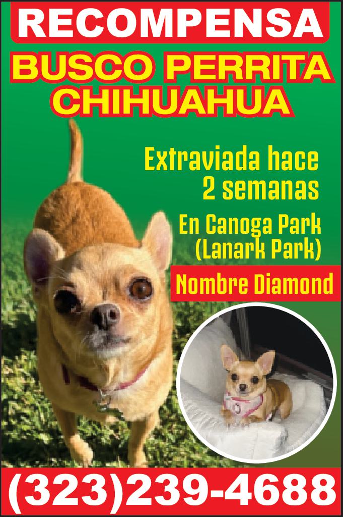 BUSCO PERRITA CHIHUAHUA – RECOMPENSA